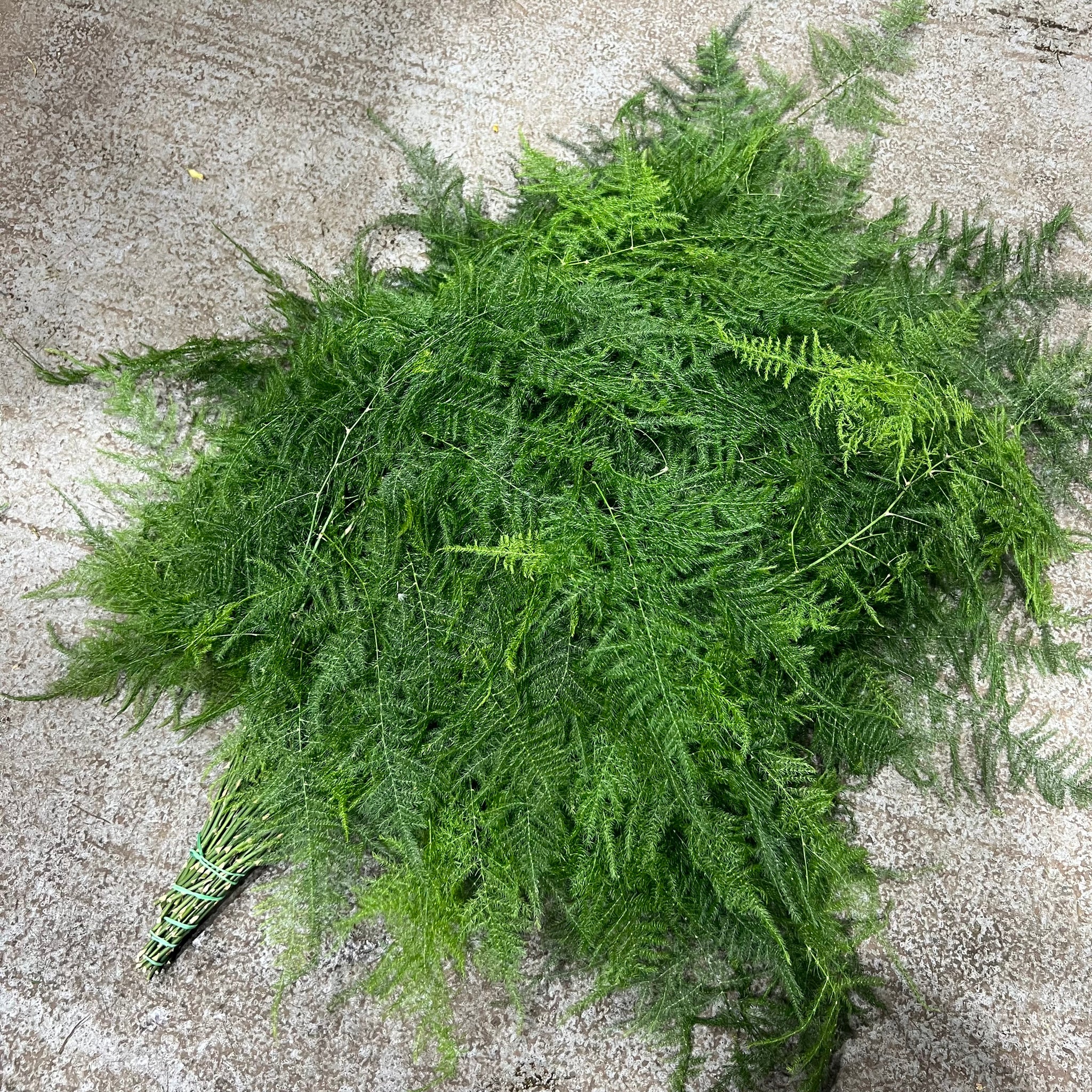 Fern Asparagus Various Lengths Porters Foliage Ltd fern-asparagus-various-lengths-porters-foliage-ltd