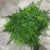 Fern 'Asparagus' (Various Lengths)
