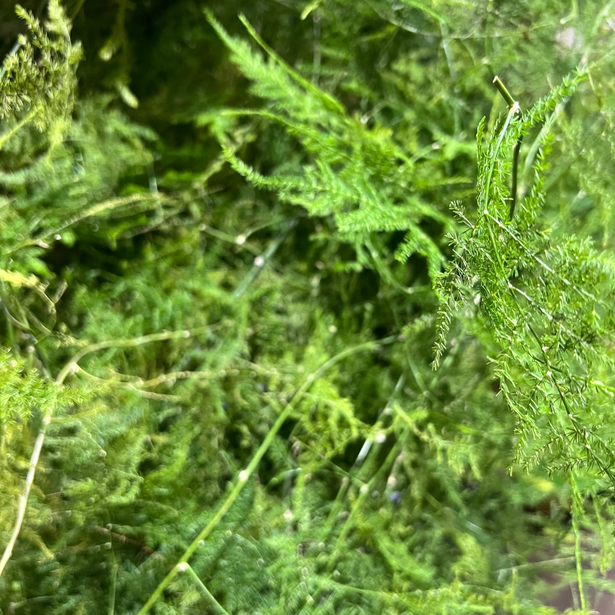 Fern 'Asparagus' (Various Lengths)