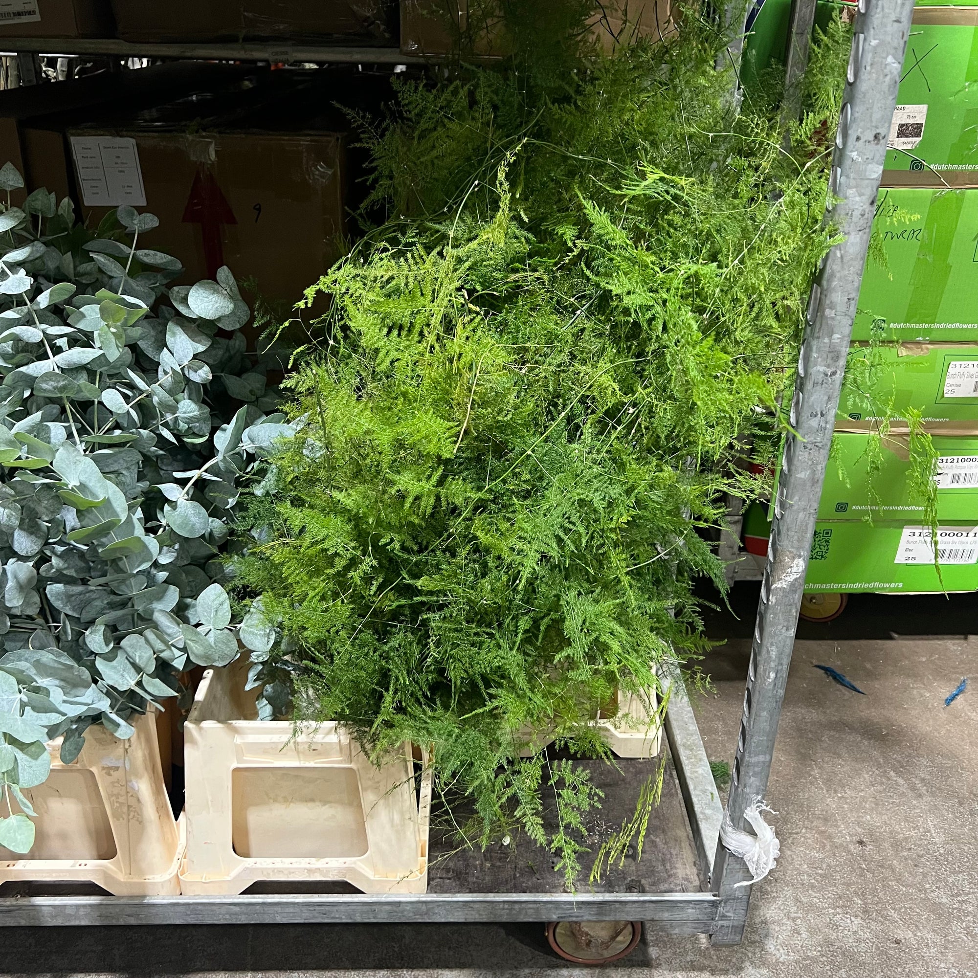 Fern 'Asparagus' (Various Lengths)