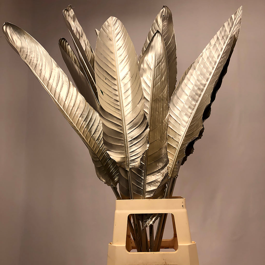 Strelitzia 'Leaves' Painted (Various Colours) (x10)