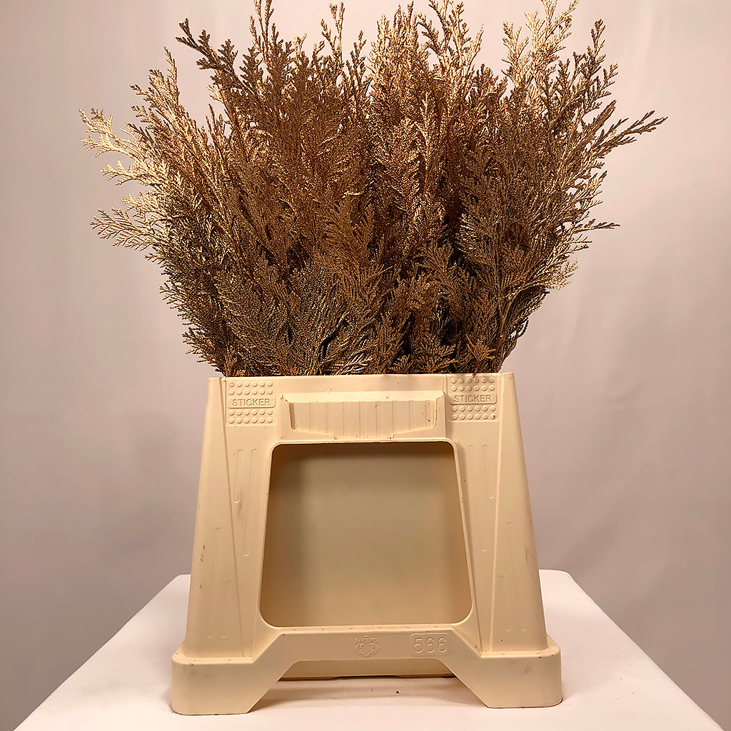 Conifer (Painted) (Various Colours)