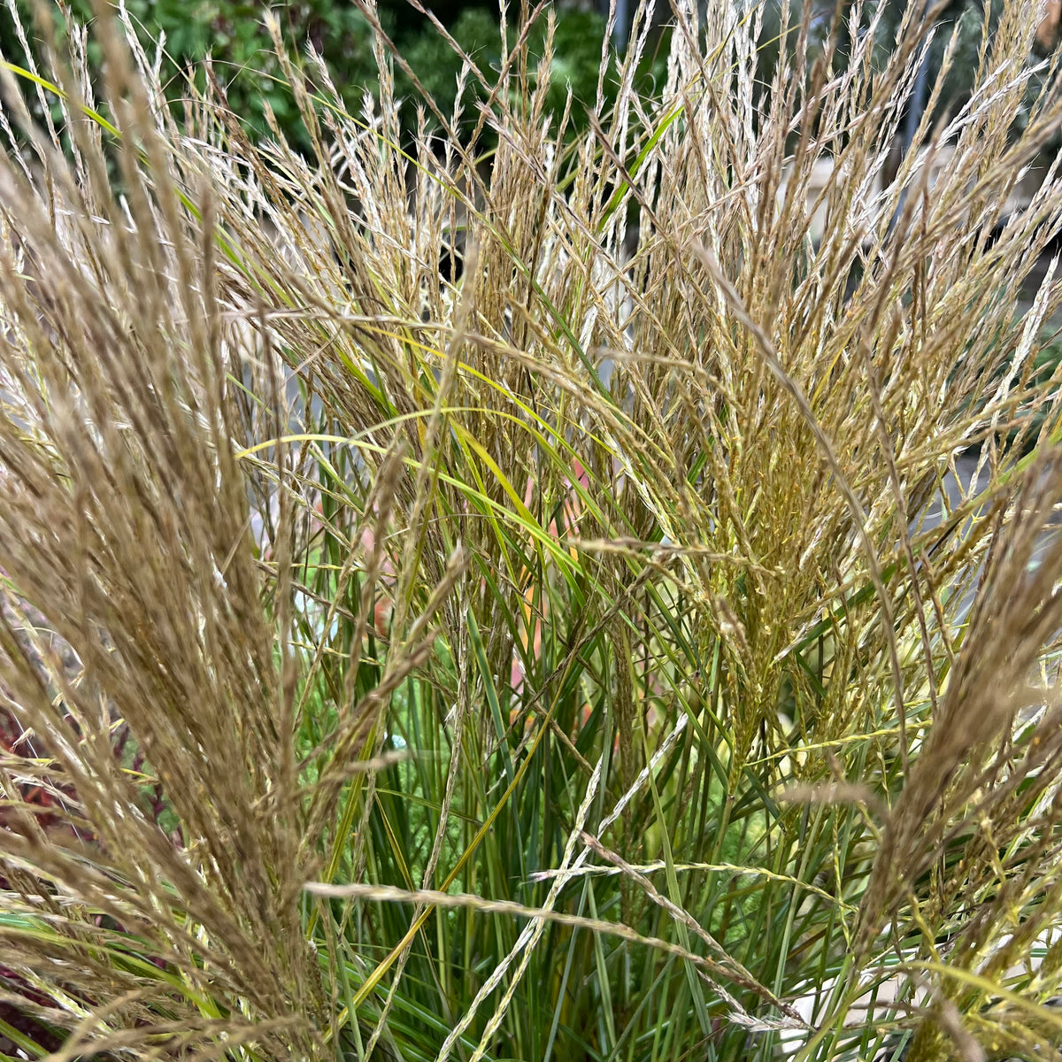 Grass &#39;Miscanthus&#39; (Sinensis) 110cm (x10)