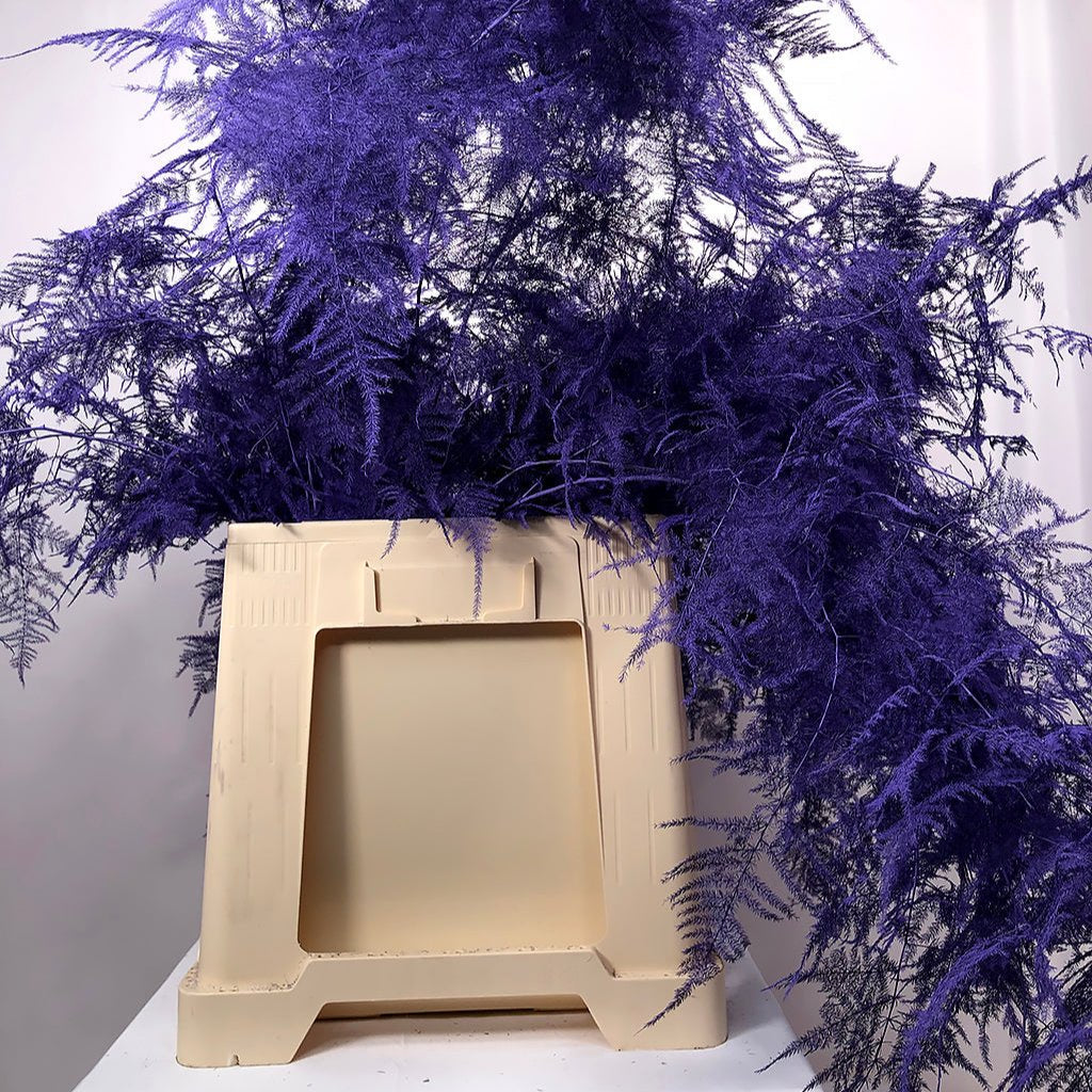 Fern 'Asparagus' (Painted) 85cm (Various Colours) (x50)