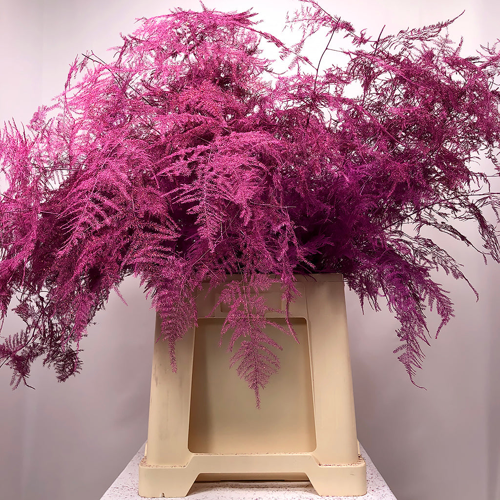 Fern &#39;Asparagus&#39; (Painted/Glitter) 85cm (Various Colours) (x50)