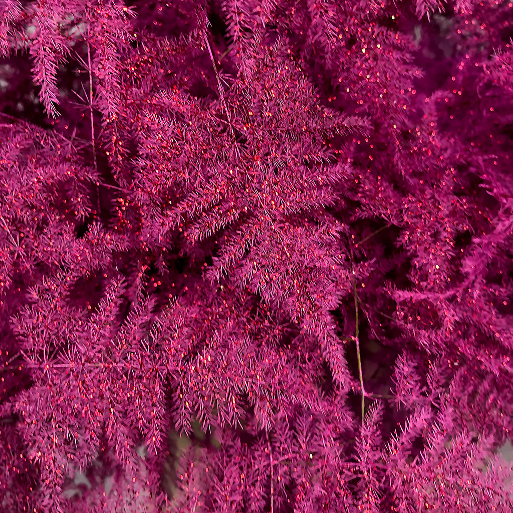 Fern &#39;Asparagus&#39; (Painted/Glitter) 45cm (Various Colours) (x50)