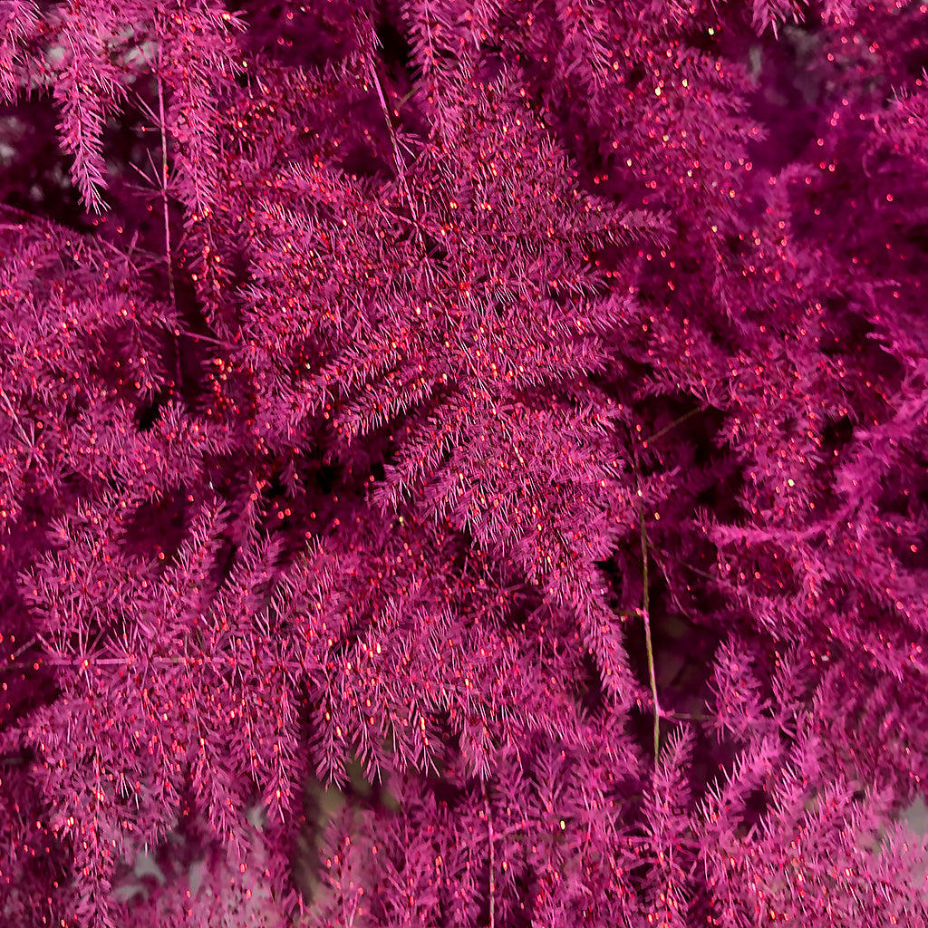 Fern &#39;Asparagus&#39; (Painted/Glitter) 65cm (Various Colours) (x50)