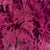 Fern 'Asparagus' (Painted/Glitter) 85cm (Various Colours) (x50)
