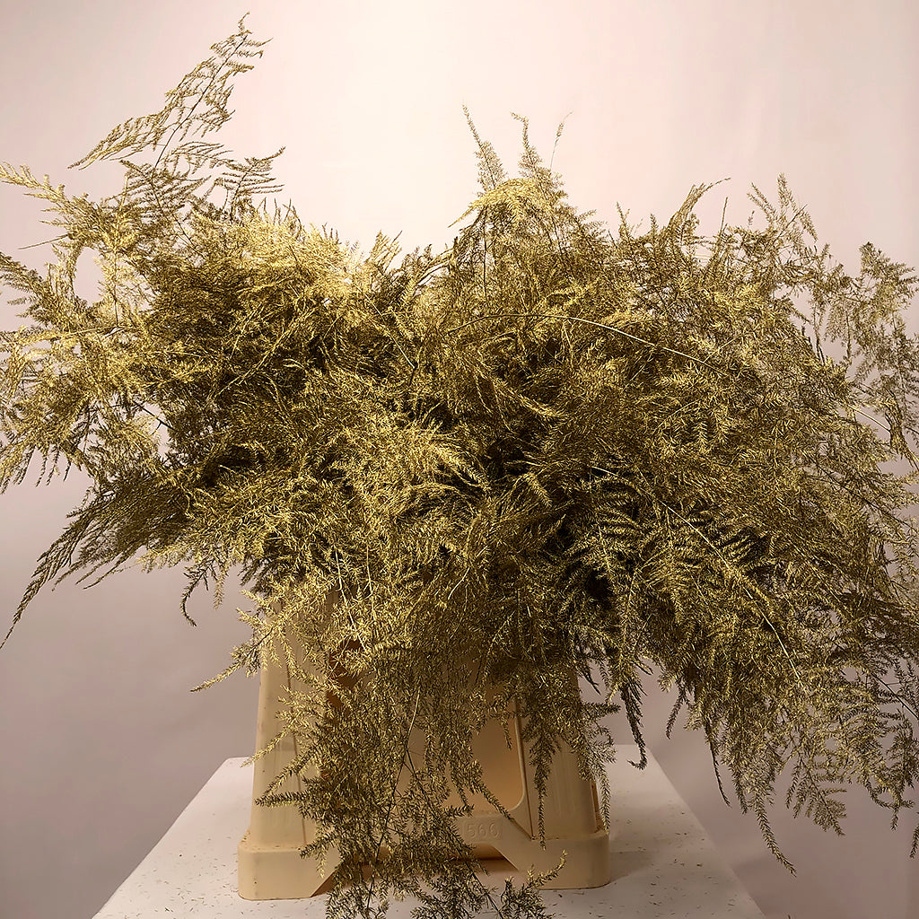 Fern 'Asparagus' (Painted) 85cm (Various Colours) (x50)