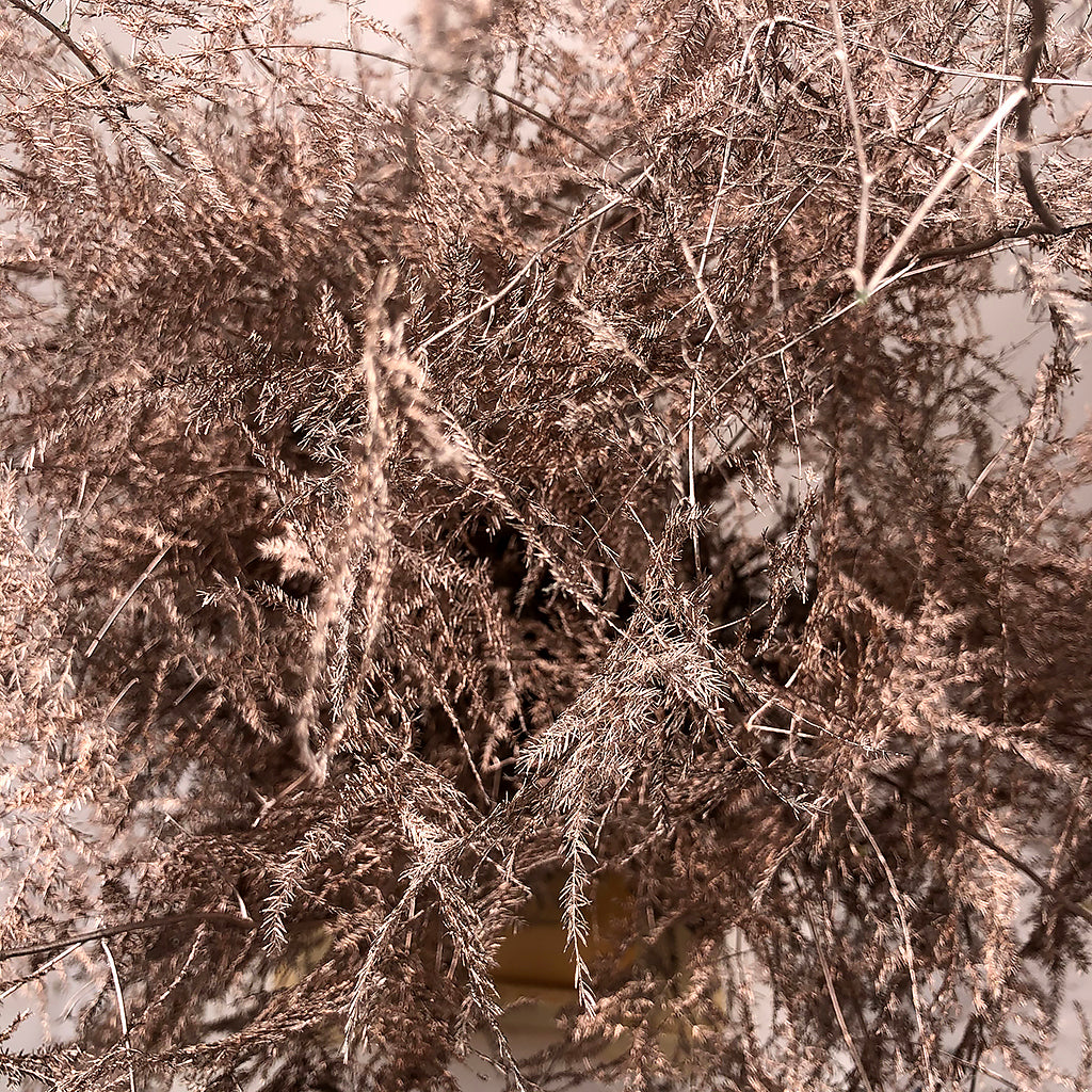 Fern 'Asparagus' (Painted) 65cm (Various Colours) (x50)