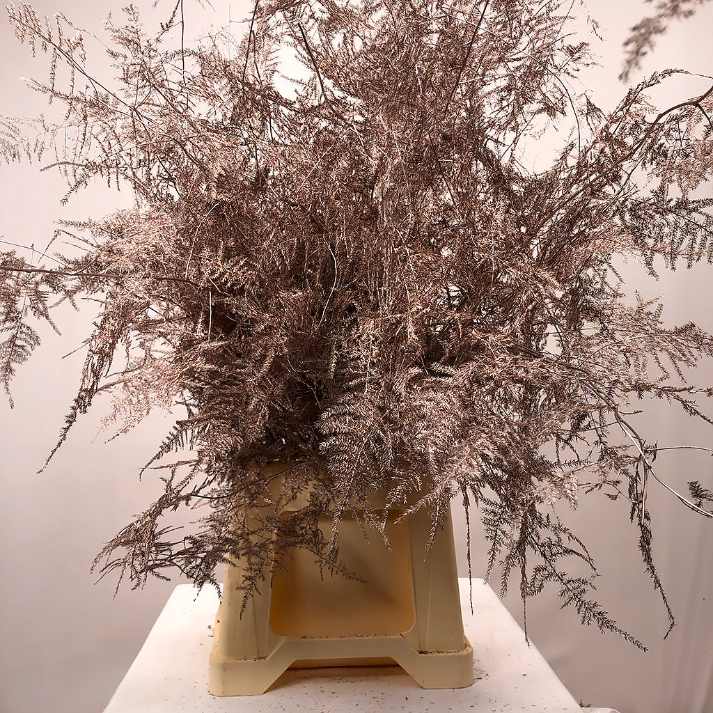 Fern 'Asparagus' (Painted) 65cm (Various Colours) (x50)