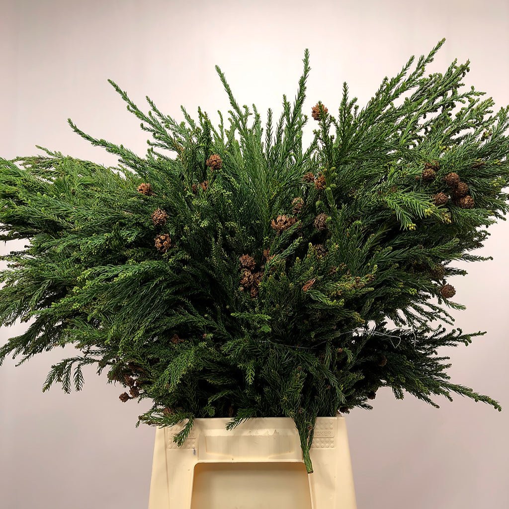 Cryptomeria &#39;Japanese Cedar&#39; Green (Various Sizes)