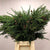 Cryptomeria 'Japanese Cedar' Green (Various Sizes)