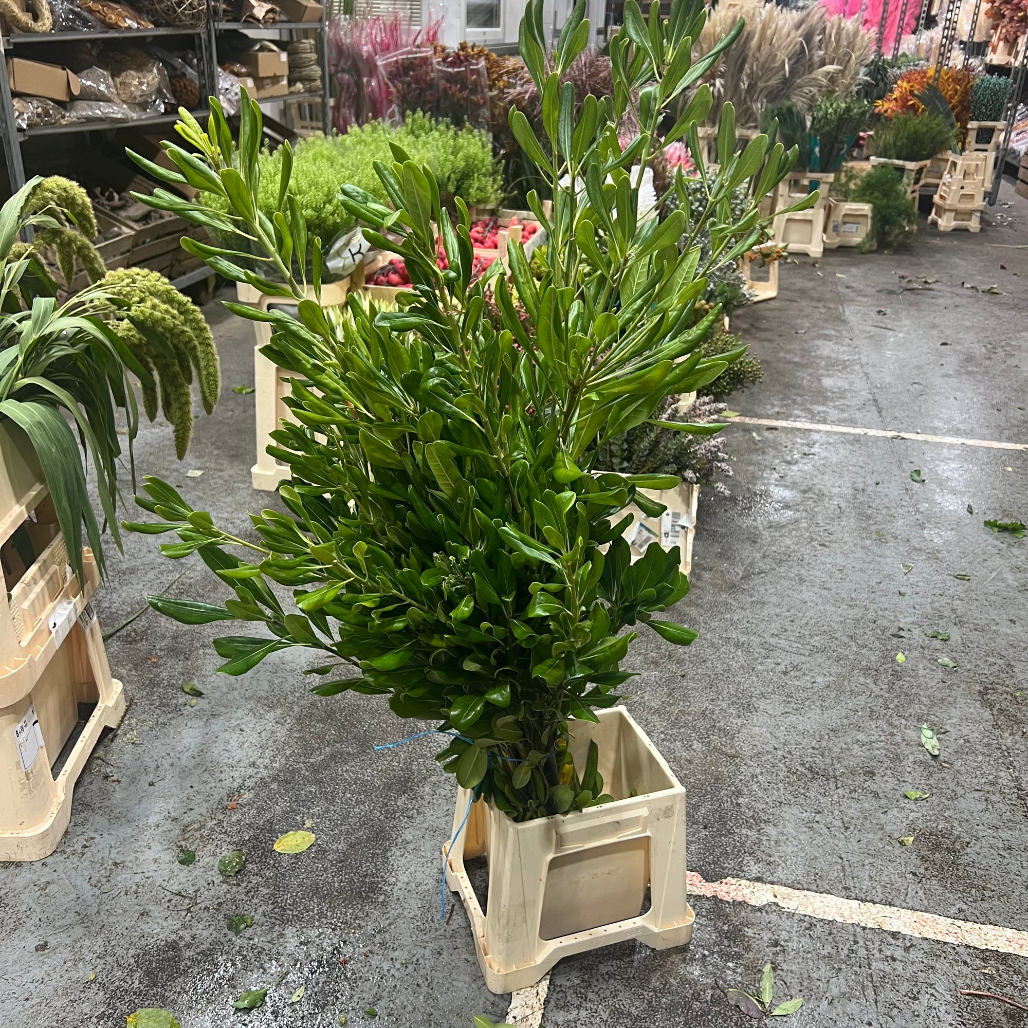 Pittosporum 'Big Leaf' (Green) (Wild) (Various Sizes)