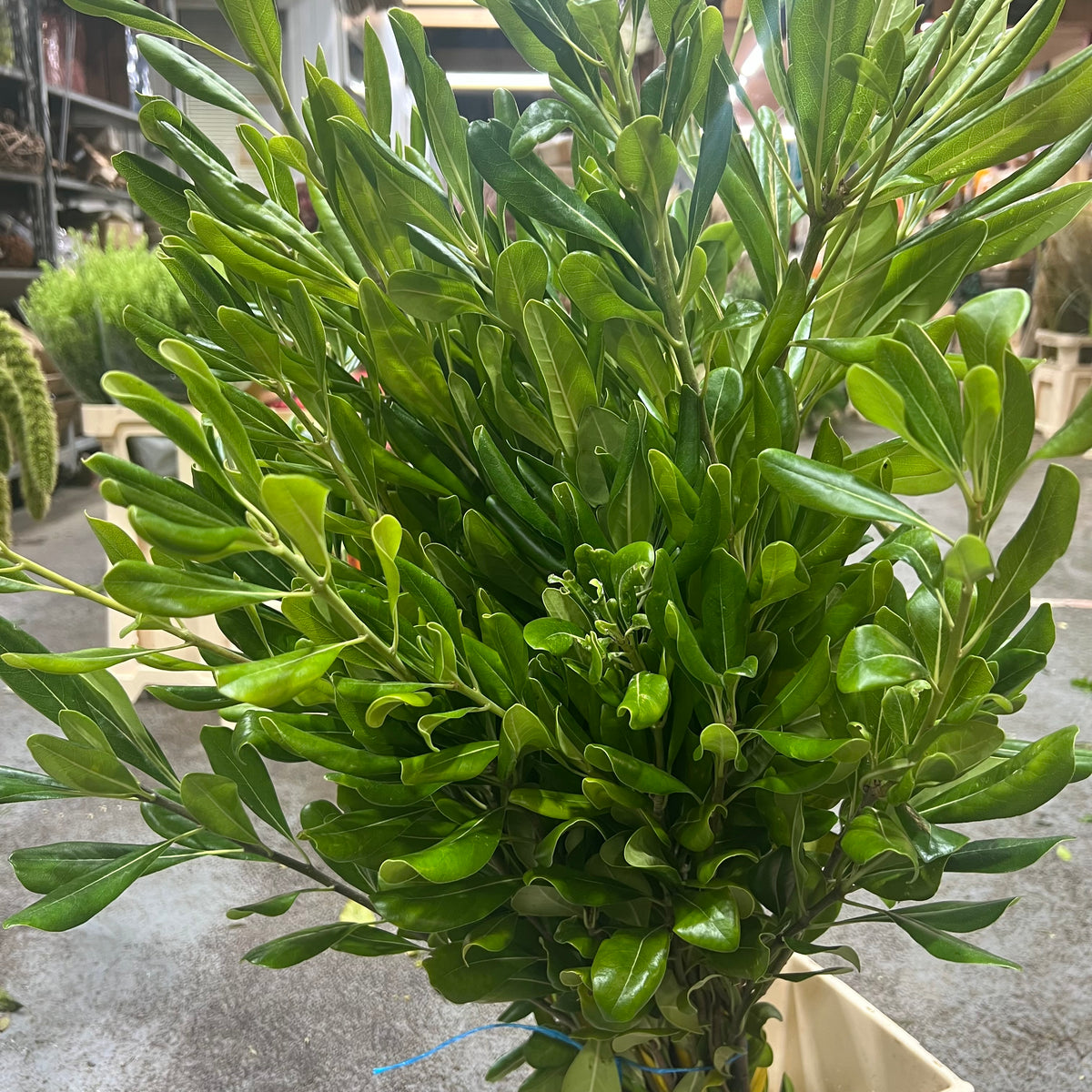 Pittosporum &#39;Big Leaf&#39; (Green) (Wild) (Various Sizes)