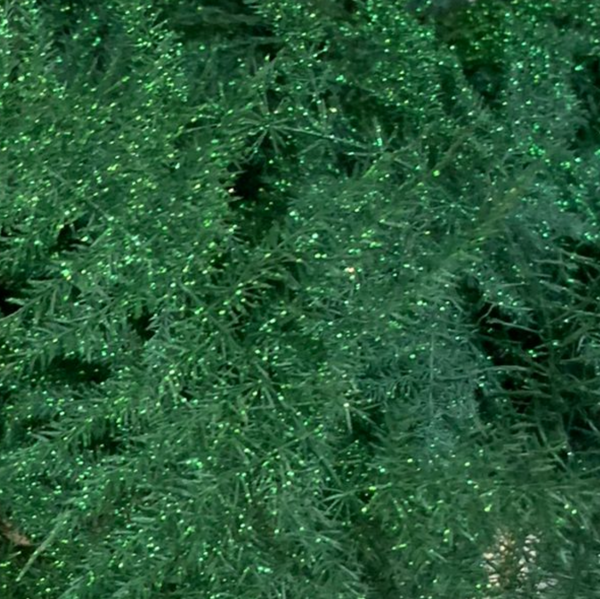 Fern &#39;Asparagus&#39; (Painted/Glitter) 85cm (Various Colours) (x50)