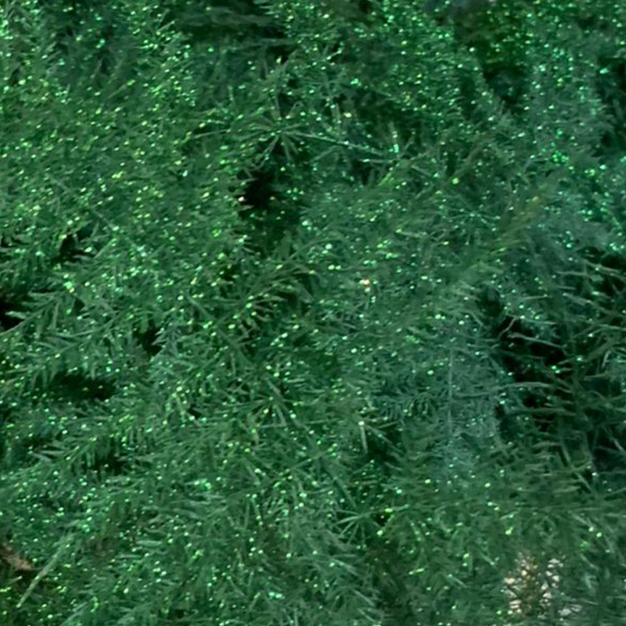 Fern 'Asparagus' (Painted/Glitter) 85cm (Various Colours) (x50)