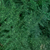 Fern 'Asparagus' (Painted/Glitter) 85cm (Various Colours) (x50)
