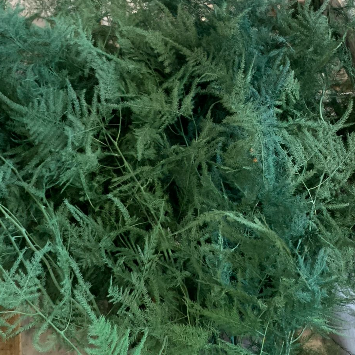 Fern &#39;Asparagus&#39; (Painted/Glitter) 85cm (Various Colours) (x50)