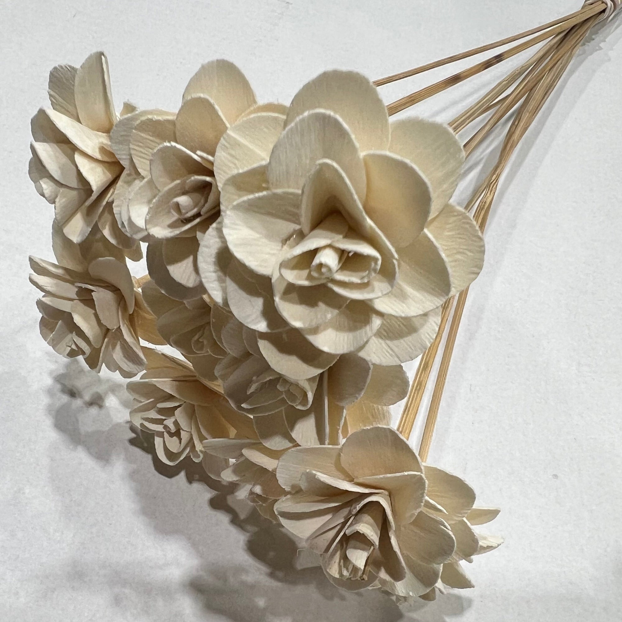 Wood Rose (DRY) (x10) (Various Lengths)