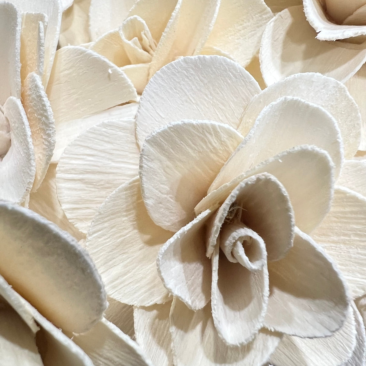 Wood Rose (DRY) (x10) (Various Lengths)