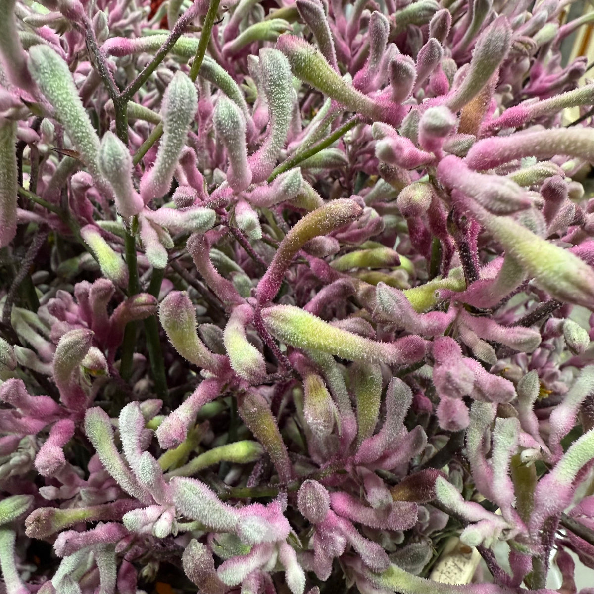 Kangaroo Paw &#39;Pink Joey&#39; (Various Lengths)