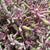 Kangaroo Paw 'Pink Joey' (Various Lengths)