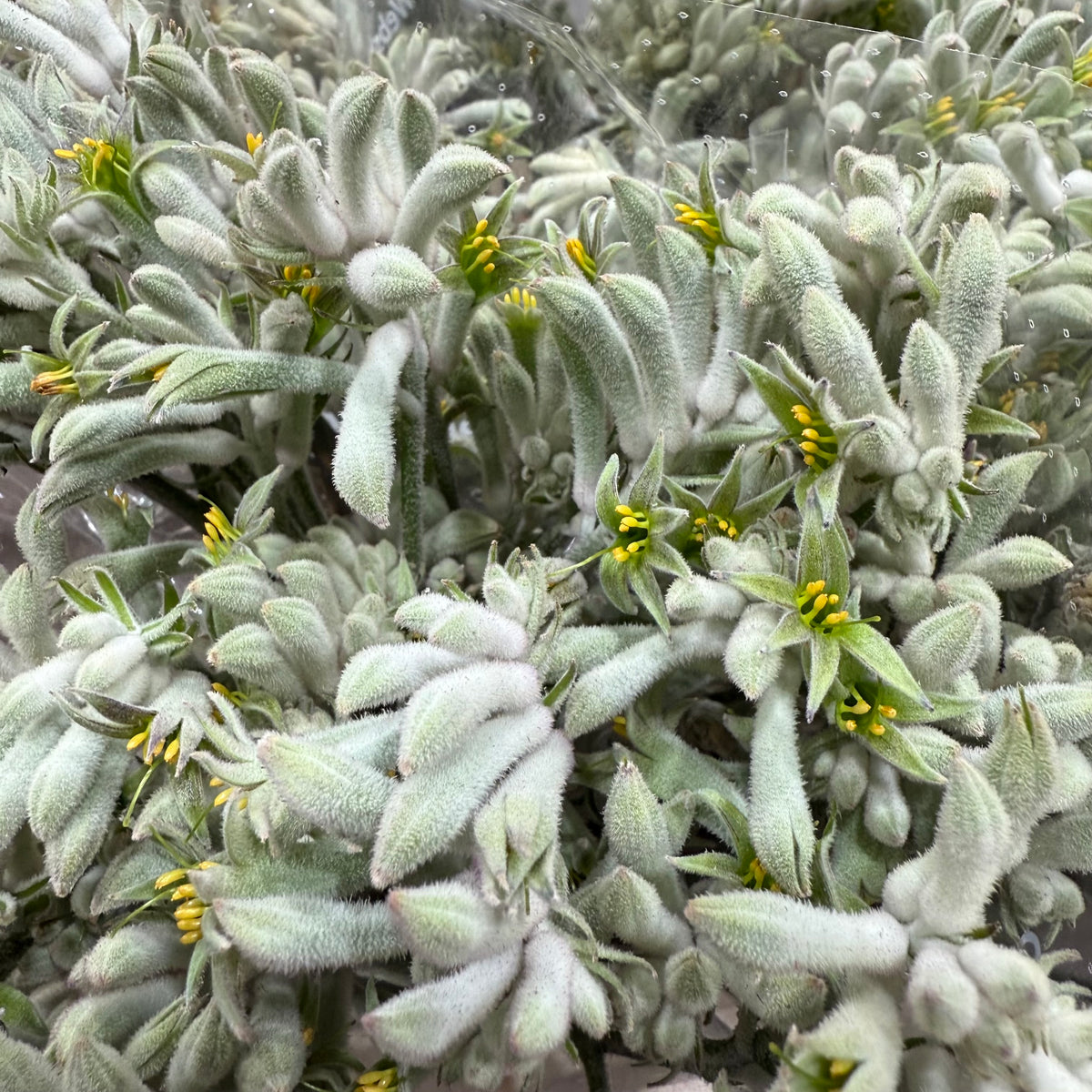 Kangaroo Paw &#39;Grey&#39; (Various Lengths)