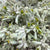 Kangaroo Paw 'Grey' (Various Lengths)