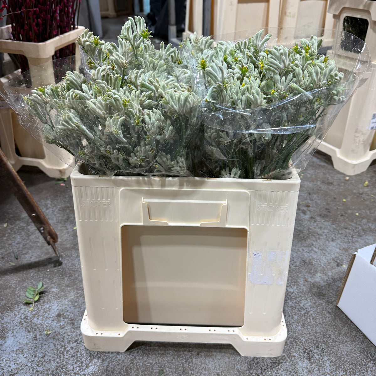 Kangaroo Paw &#39;Grey&#39; (Various Lengths)