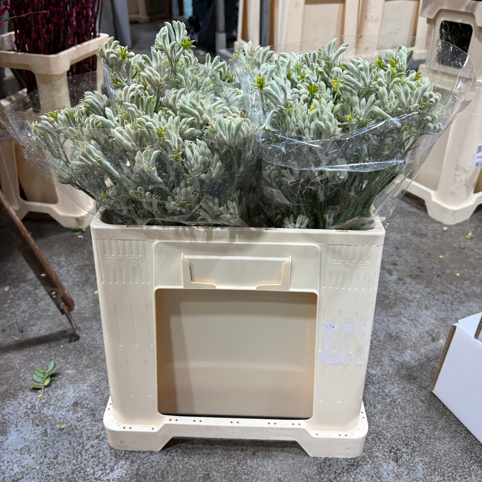 Kangaroo Paw 'Grey' (Various Lengths)
