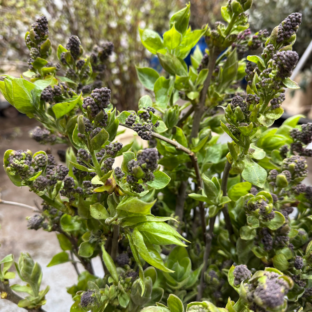Lilac &#39;Tight Bud&#39; (Wild) (Various Sizes)