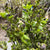 Lilac 'Tight Bud' (Wild) (Various Sizes)