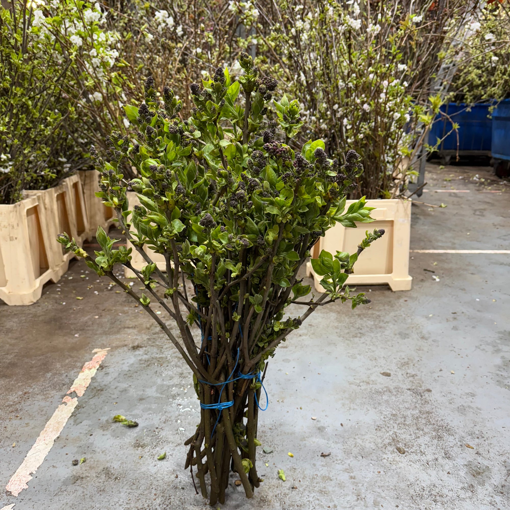 Lilac 'Tight Bud' (Wild) (Various Sizes)