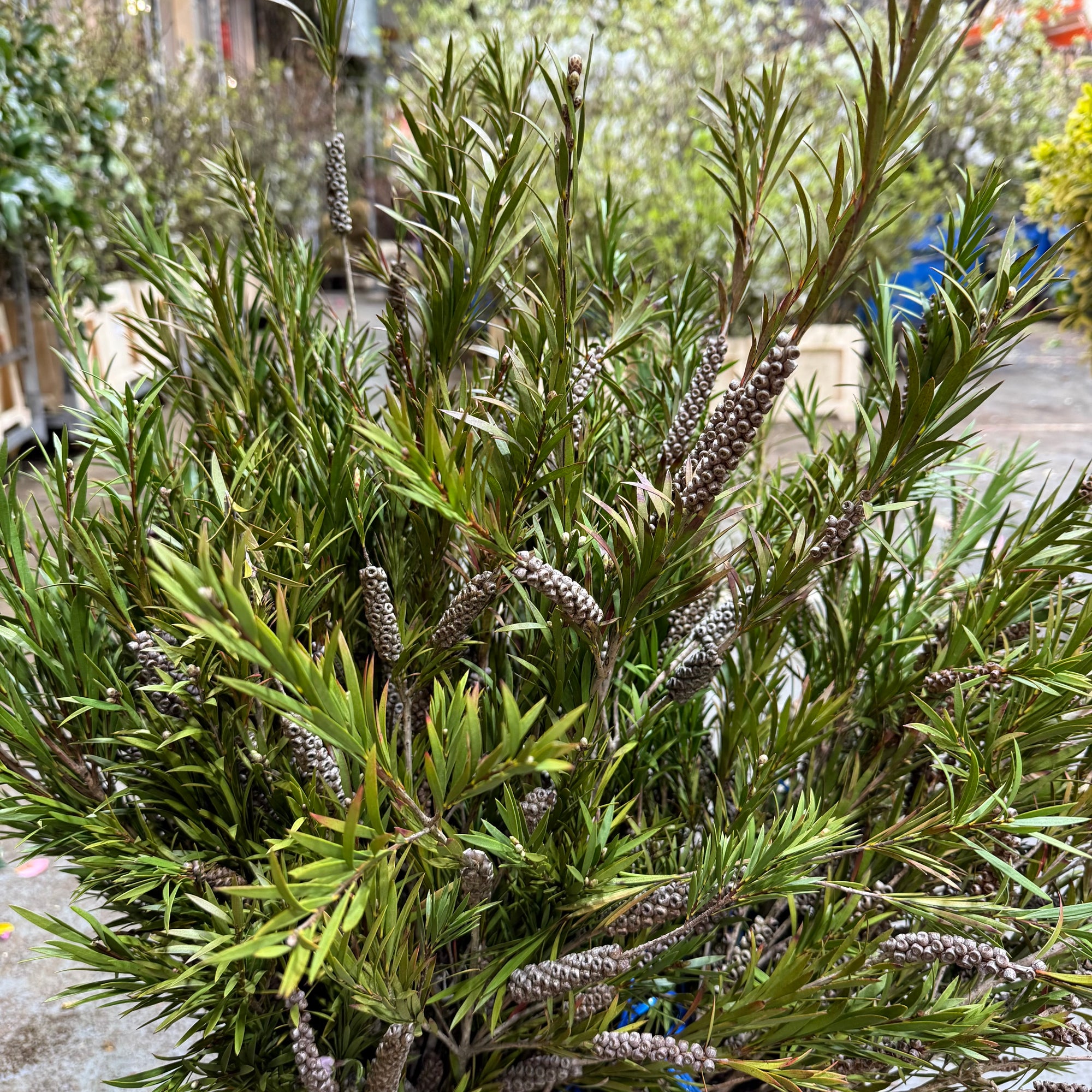 Callistemon 'Bottle-Brush' (Wild) C