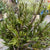 Callistemon 'Bottle-Brush' (Wild)