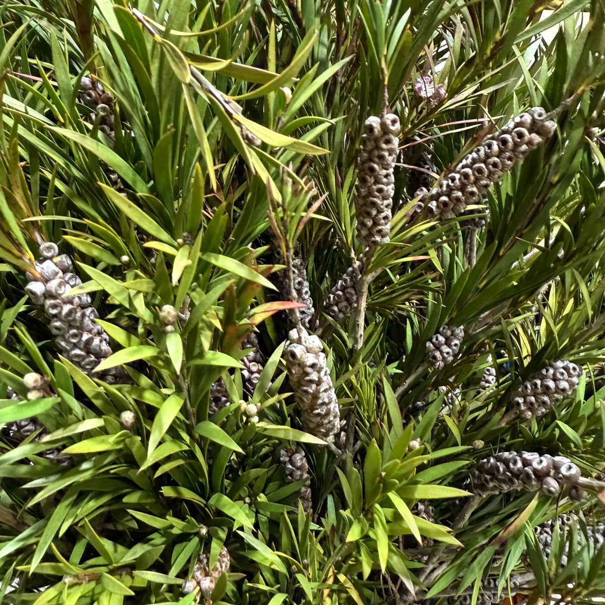Callistemon &#39;Bottle-Brush&#39; (Wild)