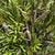 Callistemon 'Bottle-Brush' (Wild)