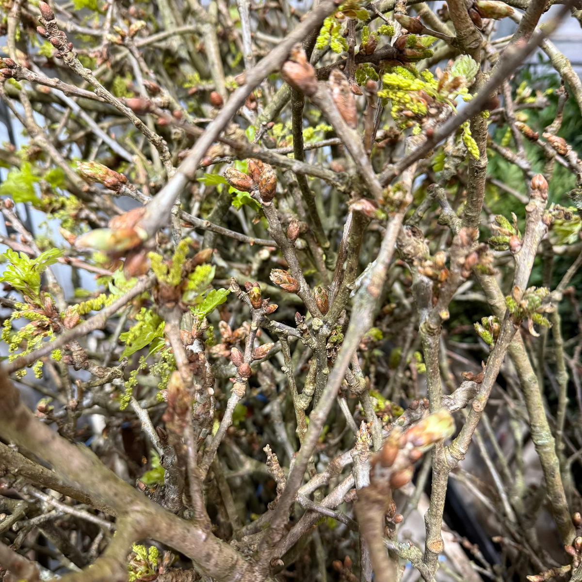 Oak &#39;Bud&#39; (Wild) (Various Sizes)