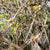 Oak 'Bud' (Wild) (Various Sizes)
