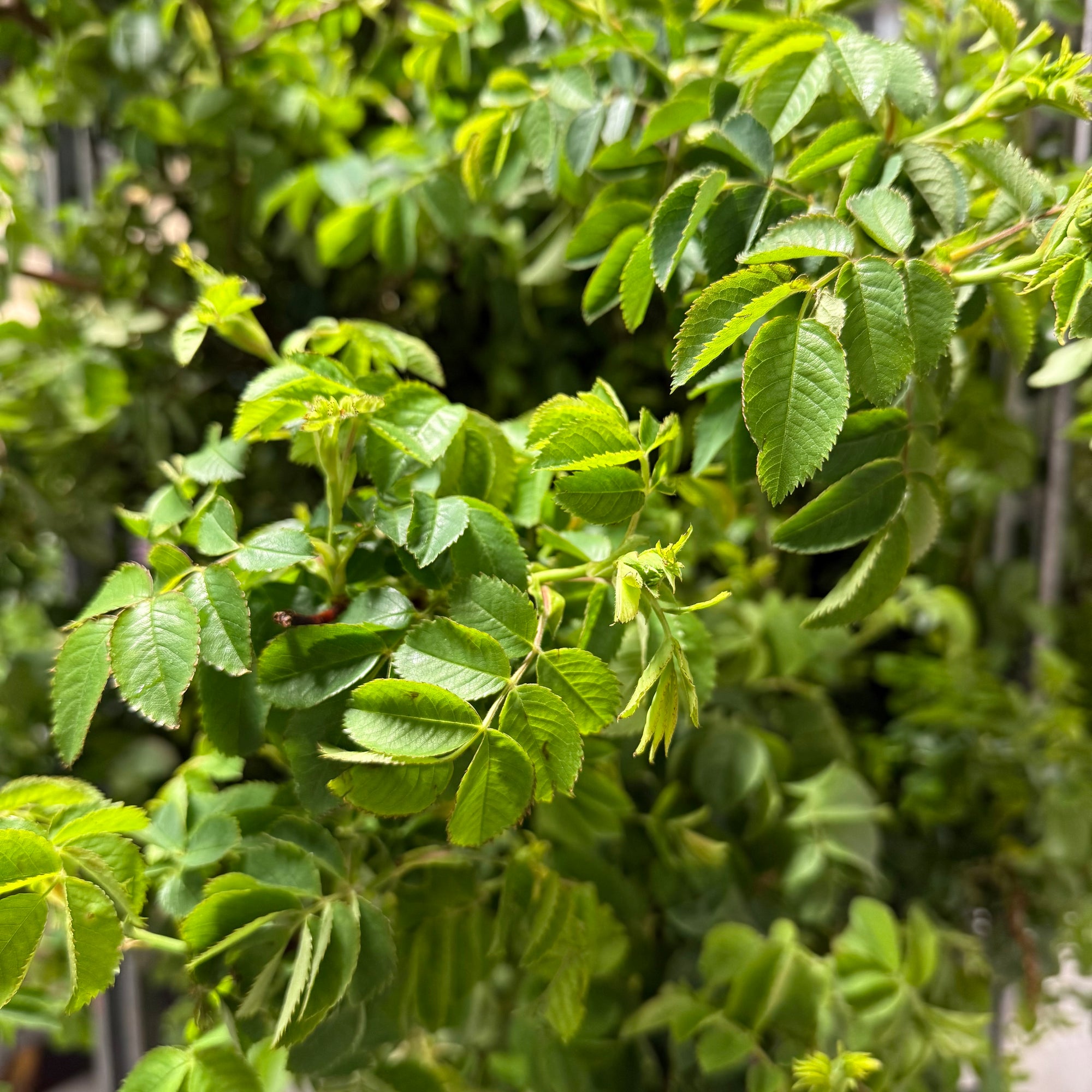 Rose 'Trailing' (Wild) (Various Sizes)