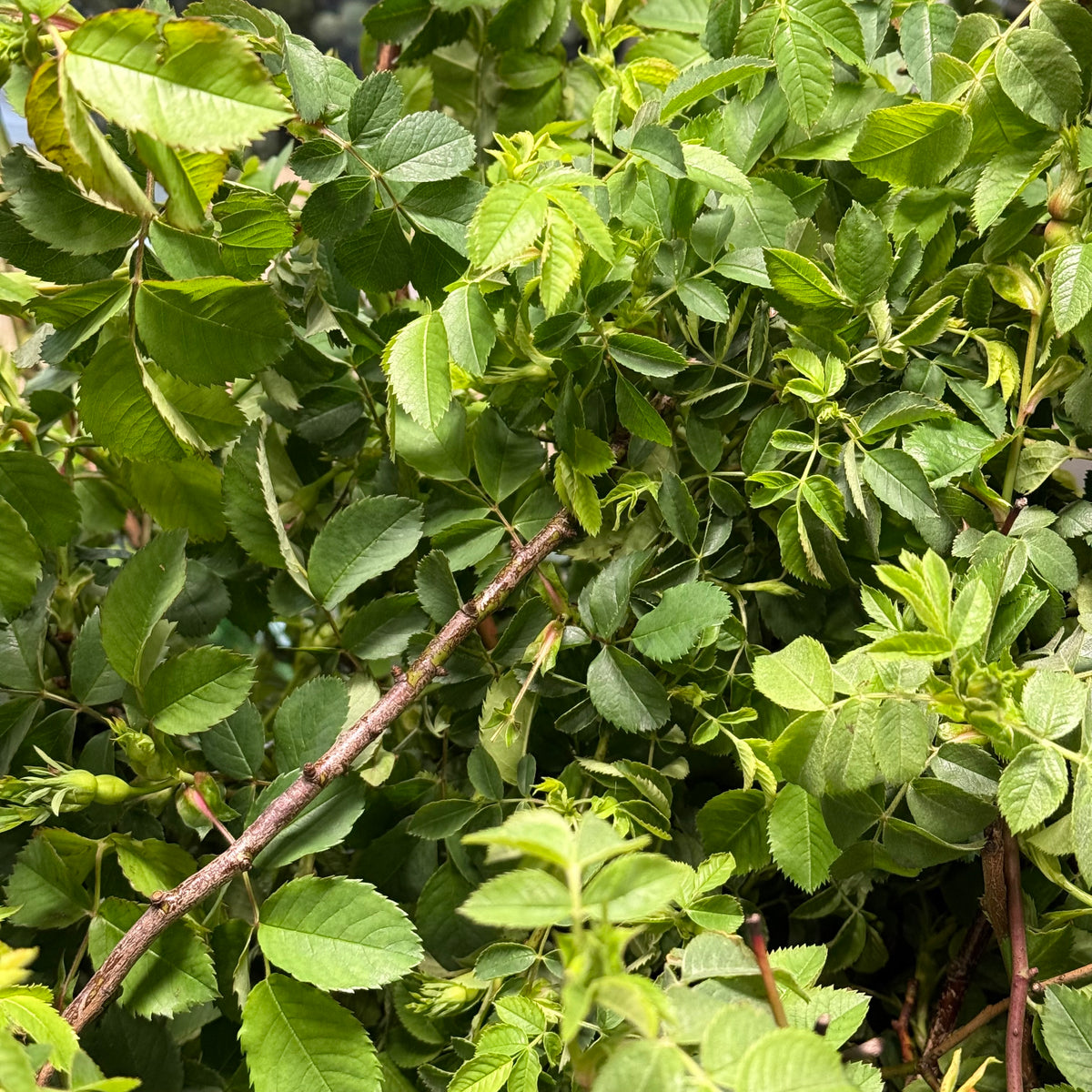 Rose &#39;Trailing&#39; (Wild) (Various Sizes)