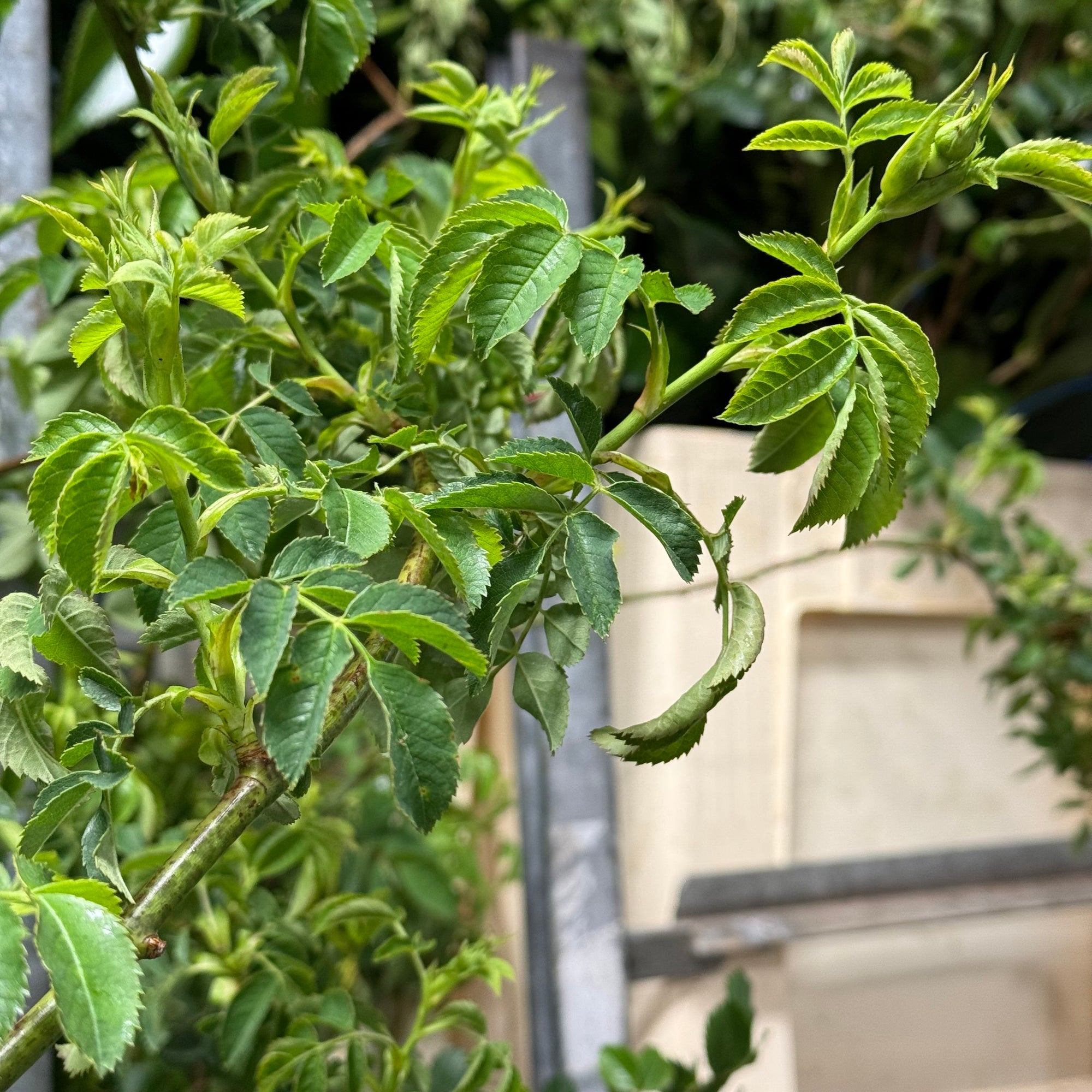 Rose 'Trailing' (Wild) (Various Sizes)