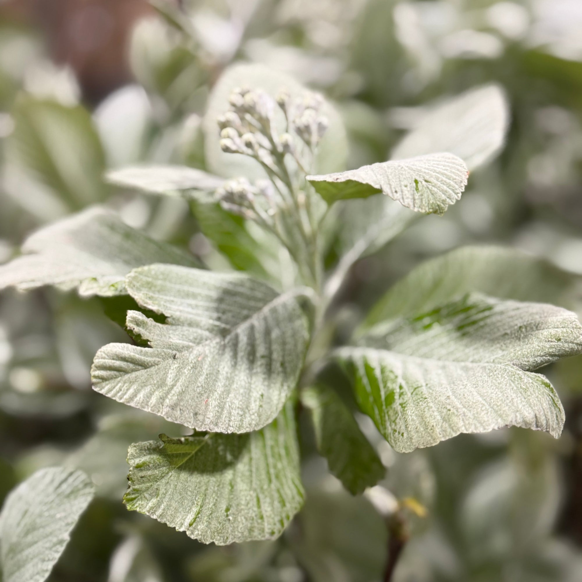 White Leaf (Wild) (Various Sizes)