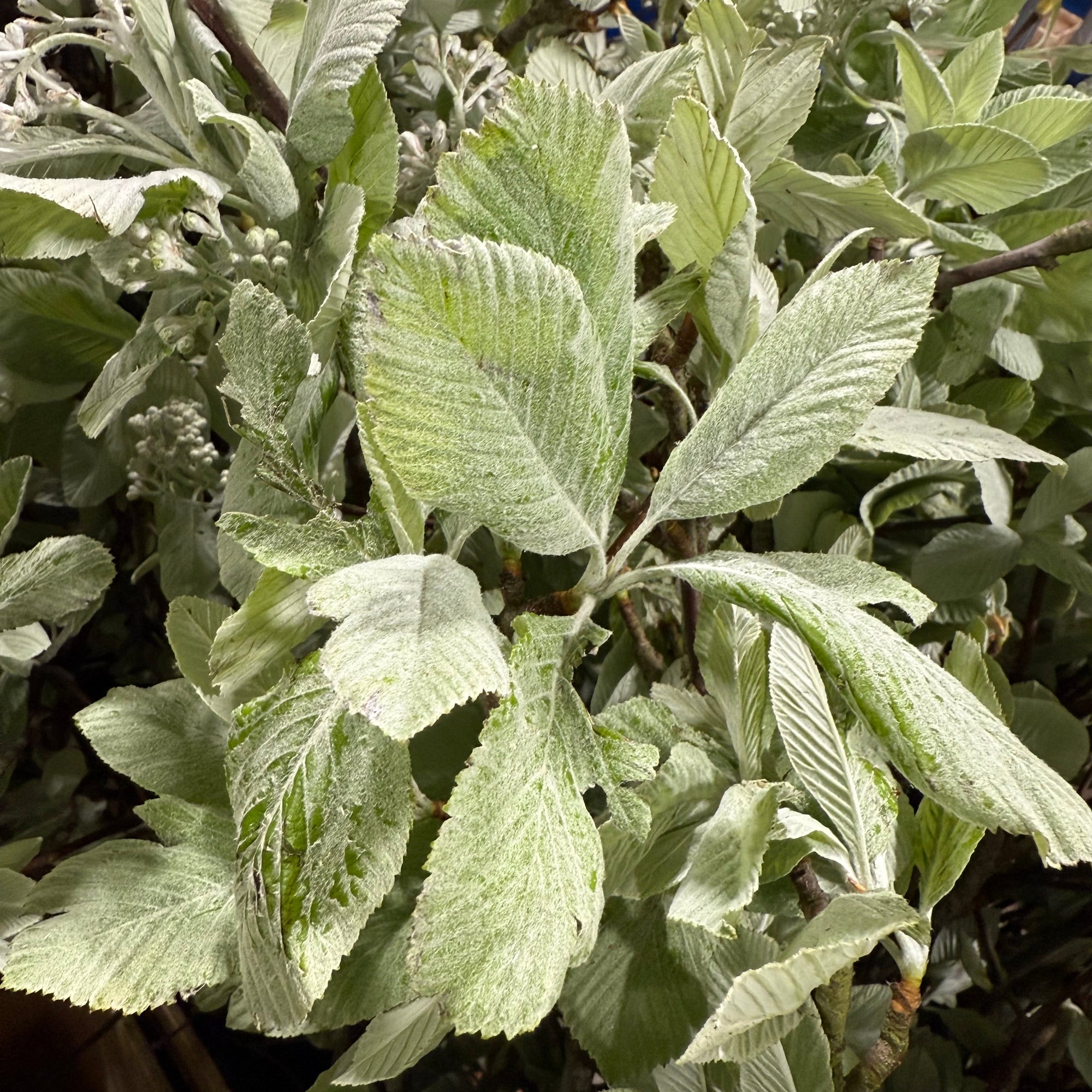 White Leaf (Wild) (Various Sizes)