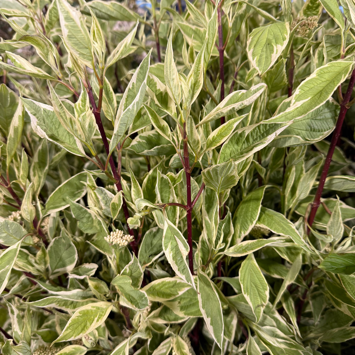 Dogwood Red &#39;Foliage&#39; Tall