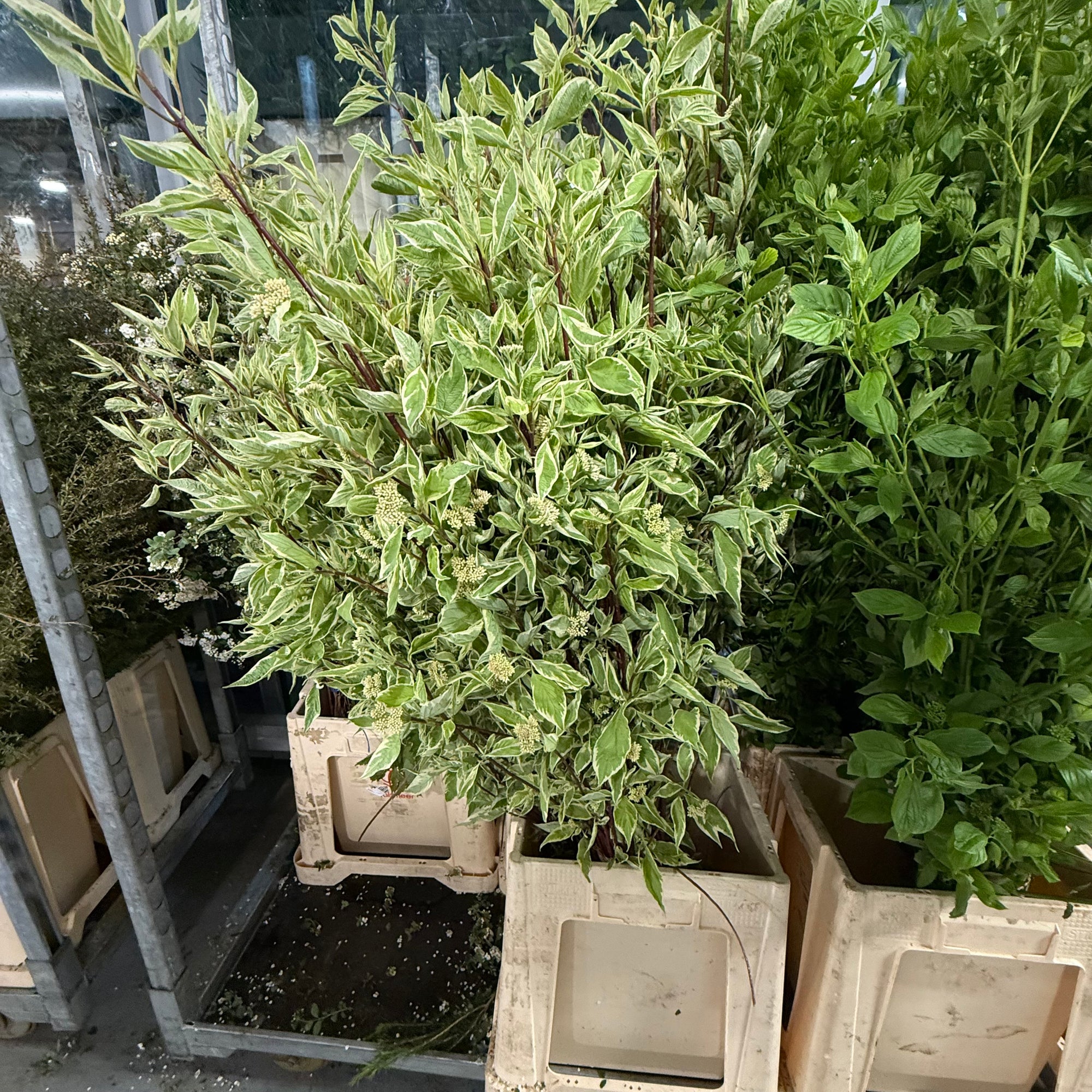 Dogwood Red 'Foliage' Tall