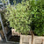 Dogwood Red 'Foliage' Tall