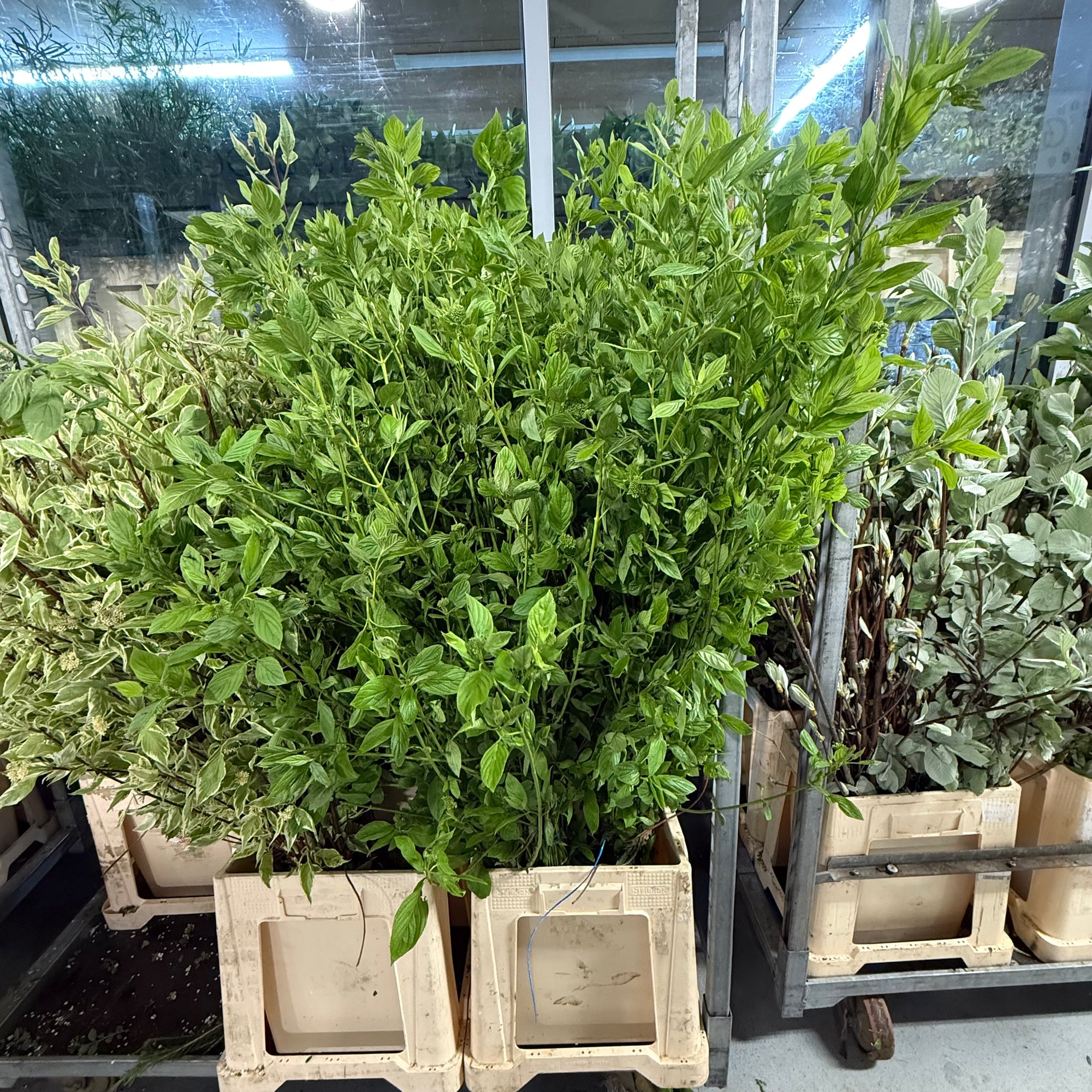 Dogwood Green 'Foliage' Tall