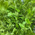 Dogwood Green 'Foliage' Tall